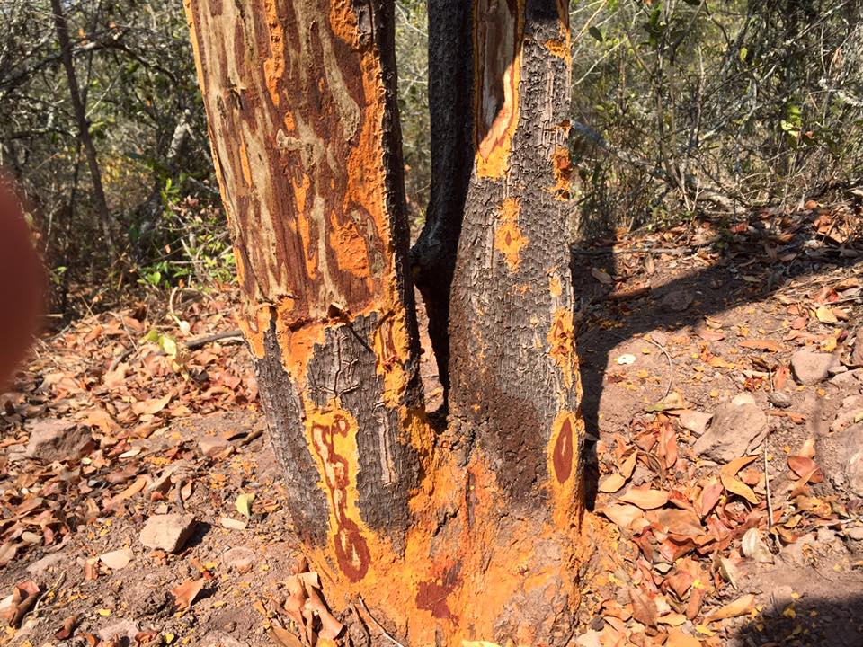 Attachment traditional tree +27738432586.jpg